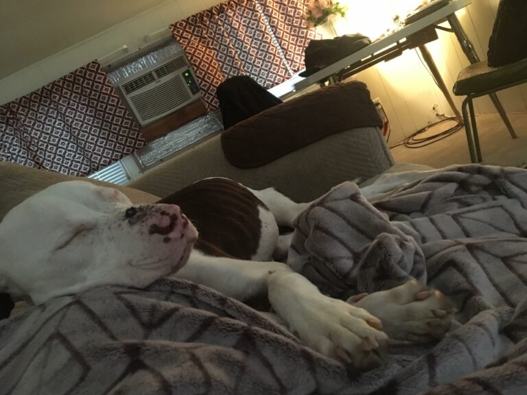 Boomer’s Story PAWS Pendleton Animal Welfare Shelter