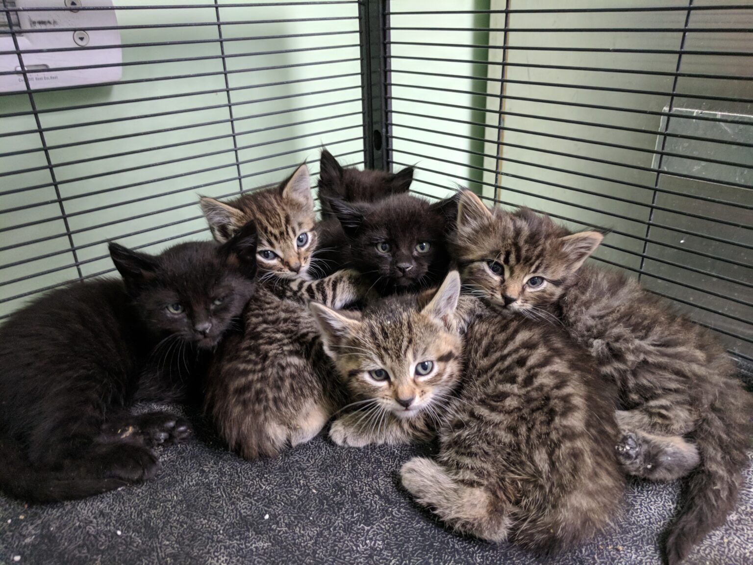 PAWS Pendleton Animal Welfare Shelter Pioneer Humane Society