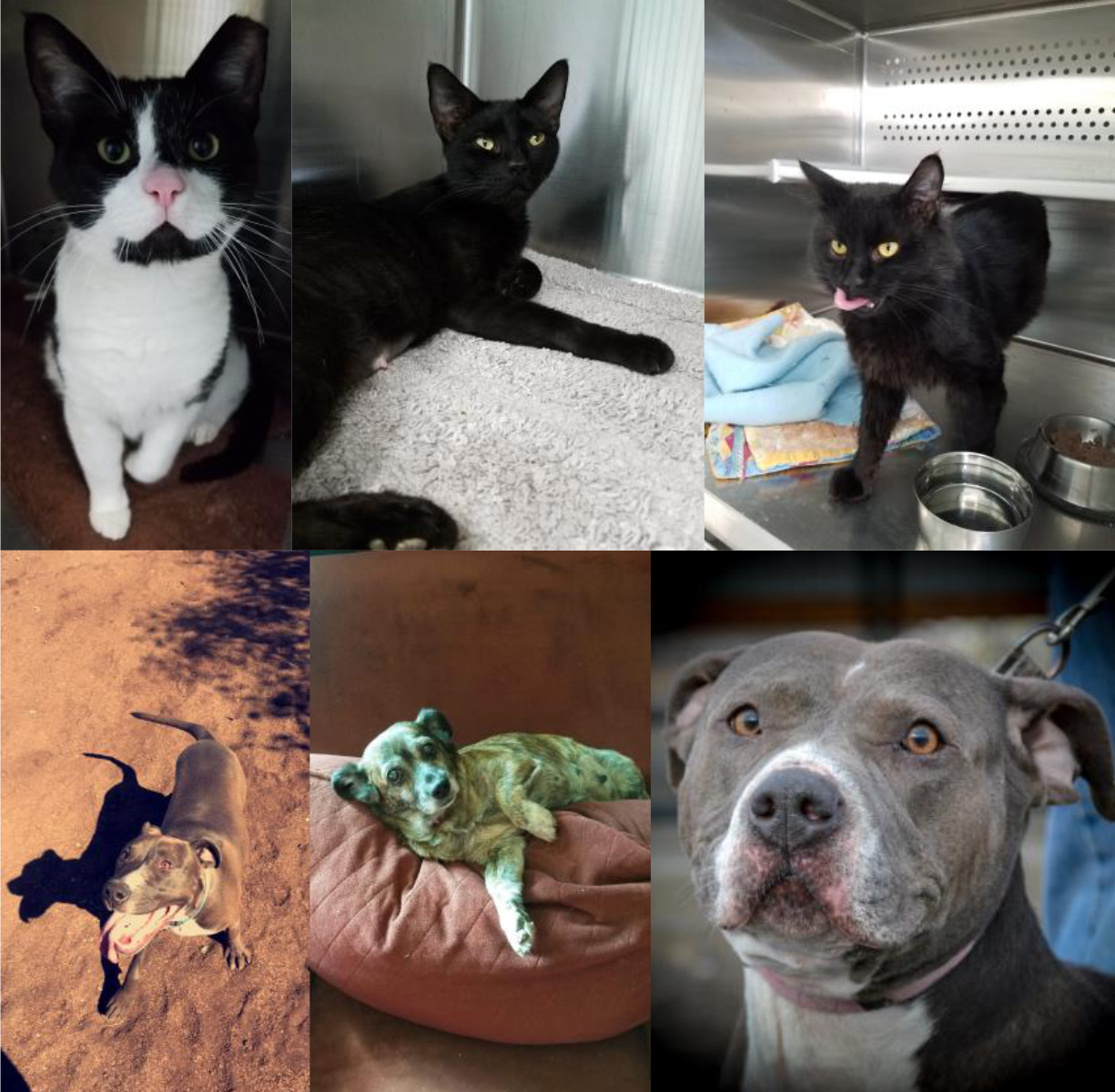 Lowered Adoption Rates PAWS Pendleton Animal Welfare Shelter